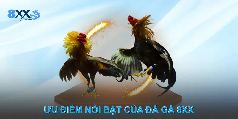 Ưu điểm nổi bật của Đá gà 8XX